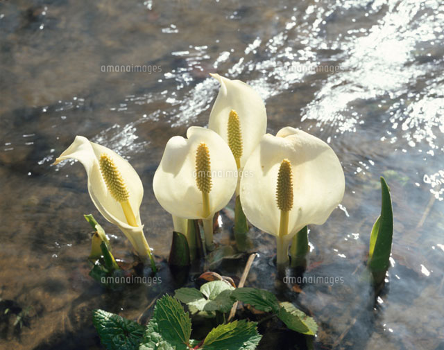 水芭蕉
(c)TAKAO ONOZATO/orion