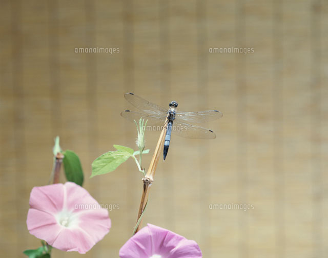 アサガオの花とシオカラトンボ
(c)TAKAO ONOZATO/orion