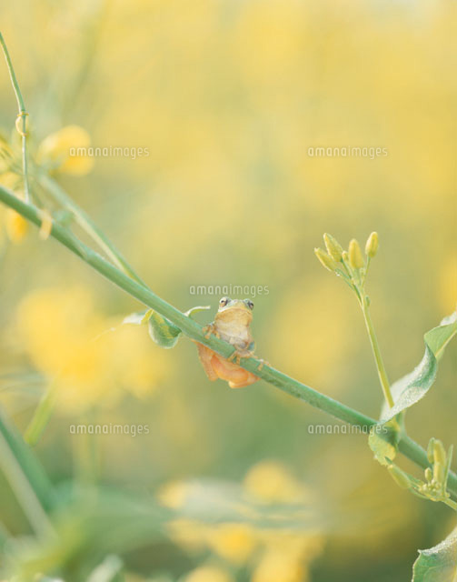 菜畑の菜の茎にしがみつくアマガエル
(c)TAKAO ONOZATO/orion