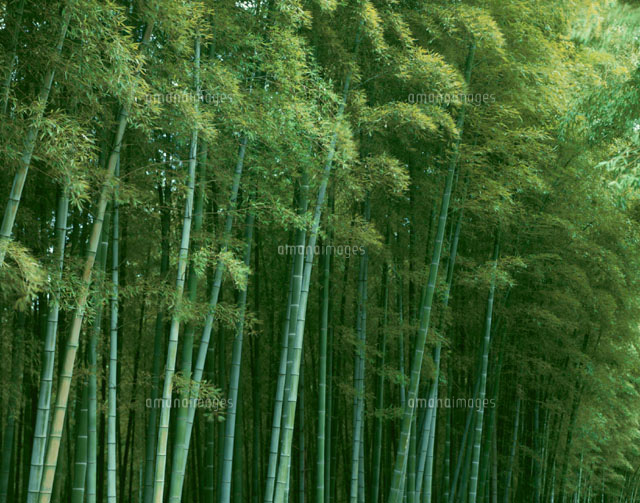 竹林 西山 京都府
(c)TAKAO ONOZATO/orion