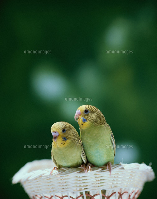 寄り添う2羽のセキセイインコ
(c)TAKAO ONOZATO/orion