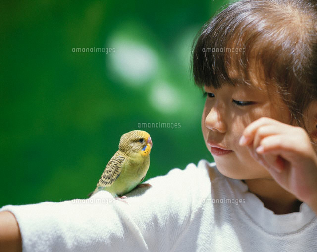 日本人の女の子の腕に乗るインコ
(c)TAKAO ONOZATO/orion