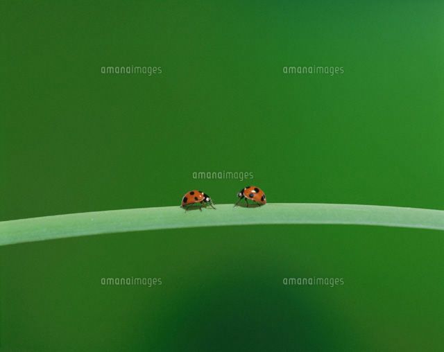 2匹のテントウ虫
(c)TAKAO ONOZATO/orion