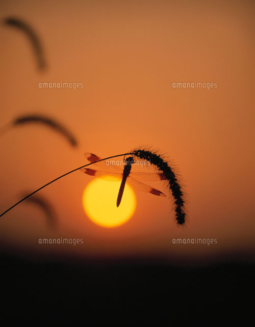 猫じゃらしに止まる赤トンボのシルエットと夕日(オレンジ色)
(c)TAKAO ONOZATO/orion