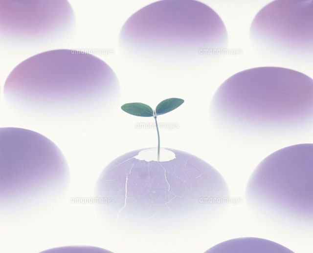 卵から出た植物の芽
(c)TAKAO ONOZATO/orion