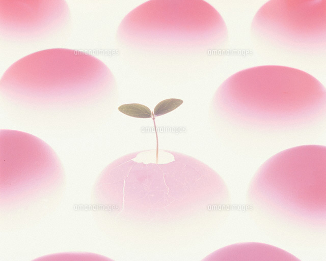 タマゴと芽
(c)TAKAO ONOZATO/orion
