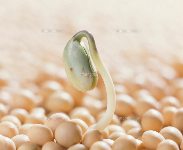 大豆の発芽
(c)TAKAO ONOZATO/orion
