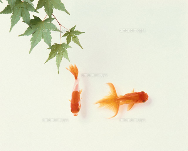 金魚
(c)TAKAO ONOZATO/orion