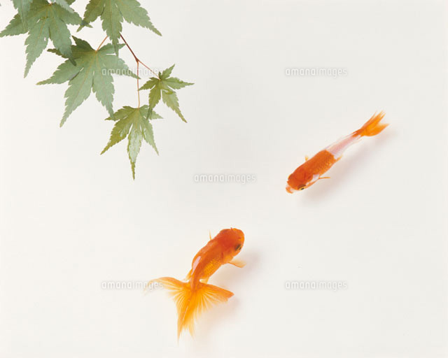 金魚
(c)TAKAO ONOZATO/orion