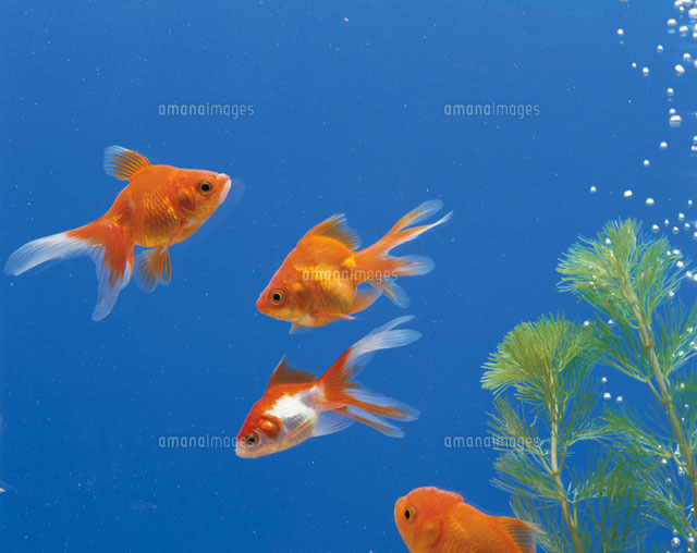 金魚
(c)TAKAO ONOZATO/orion