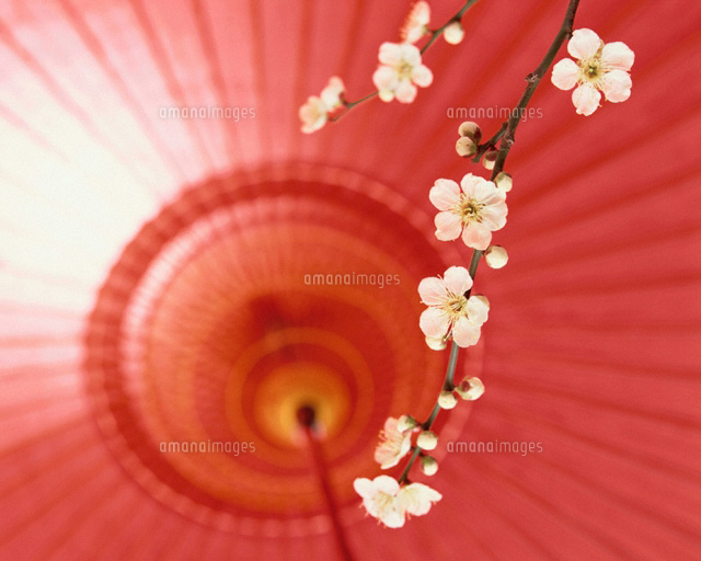 傘と梅
(c)TAKAO ONOZATO/orion