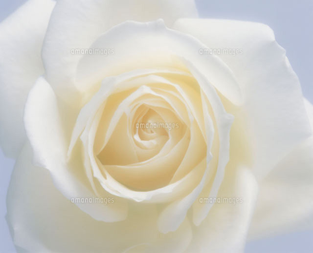 バラの花
(c)TAKAO ONOZATO/orion