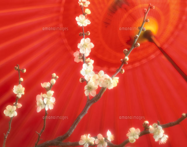 赤い傘とウメの枝
(c)TAKAO ONOZATO/orion