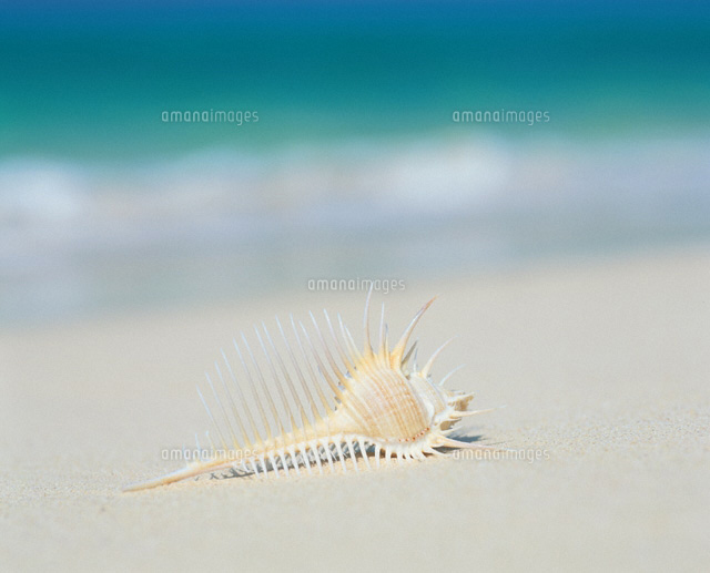 海と貝
(c)TAKAO ONOZATO/orion