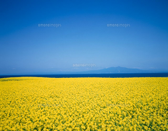 菜の花畑と恐山 青森県
(c)TAKAO ONOZATO/orion
