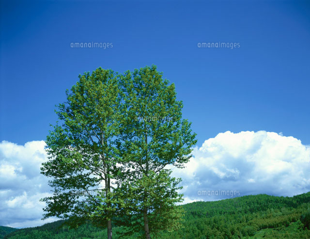 2本の木と雲(青・白)
(c)TAKAO ONOZATO/orion