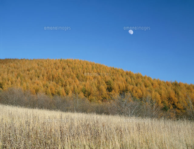 カラ松林と月 富良野 北海道
(c)TAKAO ONOZATO/orion
