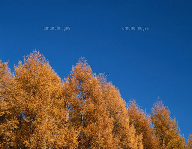 紅葉のカラ松 北海道
(c)TAKAO ONOZATO/orion
