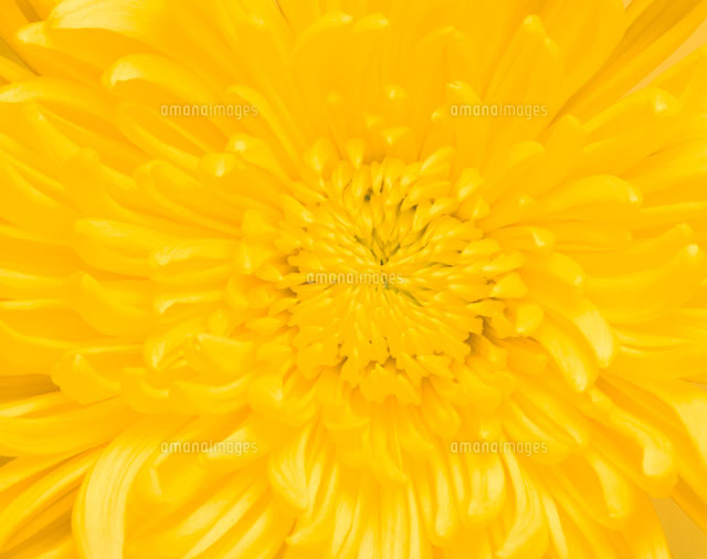 黄色の花びら(菊) アップ
(c)TAKAO ONOZATO/orion