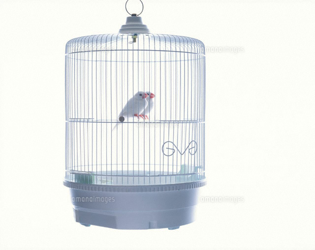 カゴの中の文鳥
(c)TAKAO ONOZATO/MottoPet