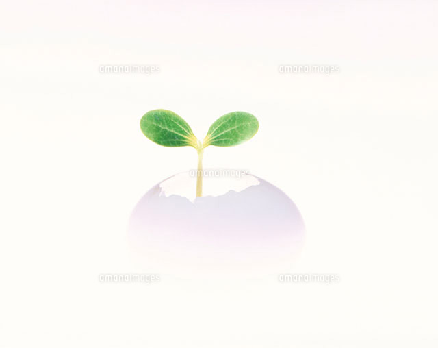 卵から出た植物の芽
(c)TAKAO ONOZATO/orion