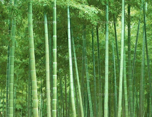 京都西山の竹林
(c)TAKAO ONOZATO/orion