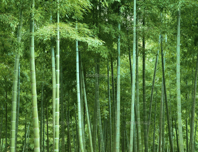 京都西山の竹林 京都
(c)TAKAO ONOZATO/orion