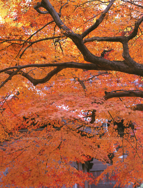 紅葉
(c)TAKAO ONOZATO/orion