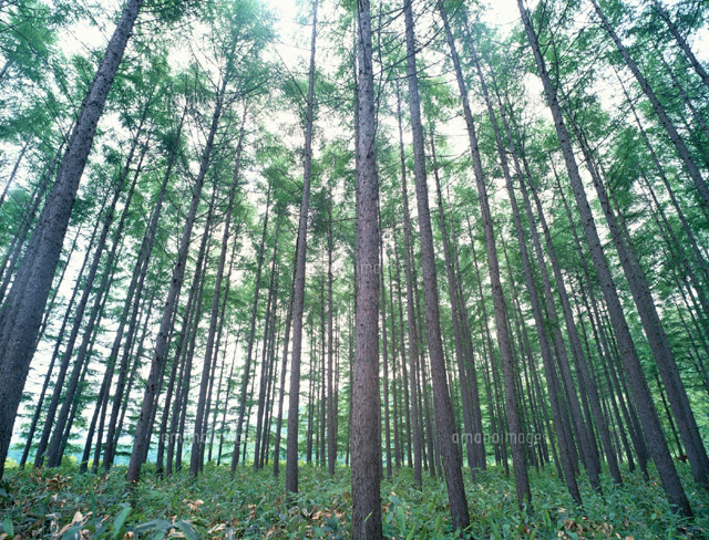 カラ松林 美瑛町 北海道
(c)TAKAO ONOZATO/orion