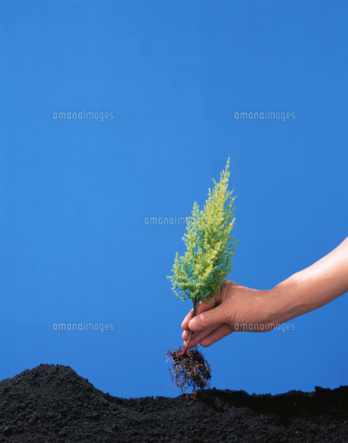 ゴールドクレストを植える手
(c)TAKAO ONOZATO/orion