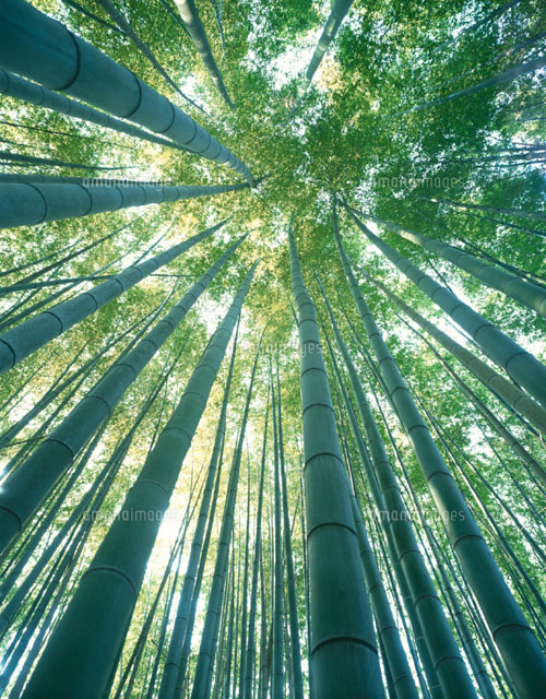 竹林 西山 京都府
(c)TAKAO ONOZATO/orion