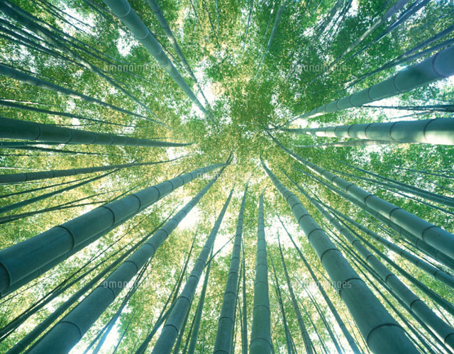 竹林 西山 京都府
(c)TAKAO ONOZATO/orion