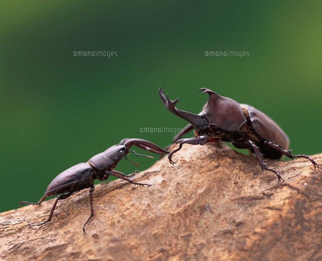 クワガタ虫とカブト虫
(c)TAKAO ONOZATO/orion