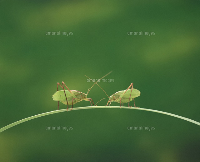 クツワ虫
(c)TAKAO ONOZATO/orion