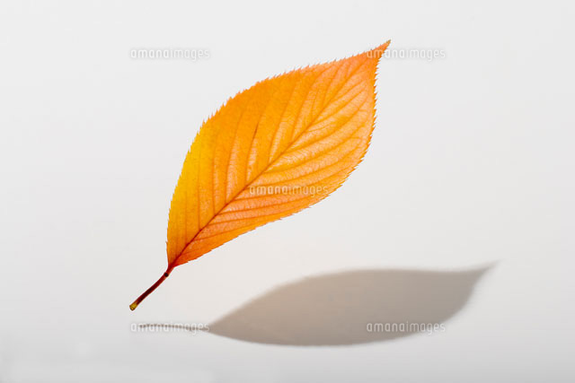 紅葉した落葉1枚
(c)TAKAO ONOZATO/orion