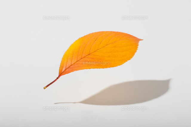紅葉した落葉1枚
(c)TAKAO ONOZATO/orion