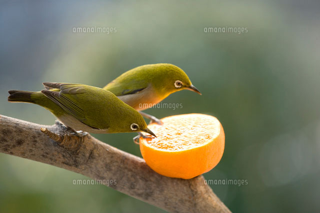 みかんを食べるメジロ
(c)TAKAO ONOZATO/orion