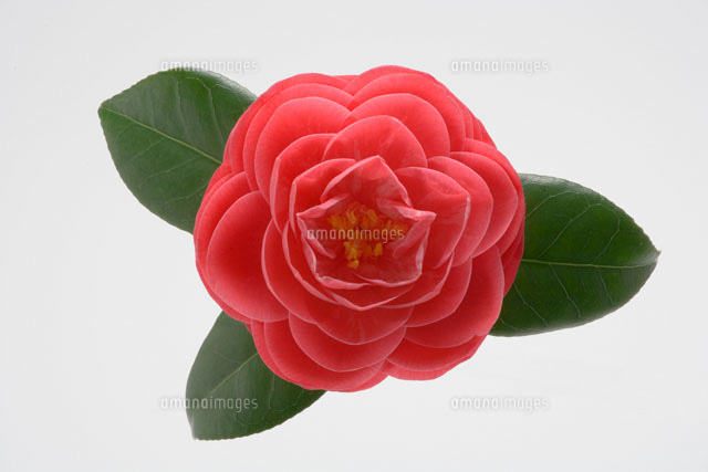 椿の花
(c)TAKAO ONOZATO/orion