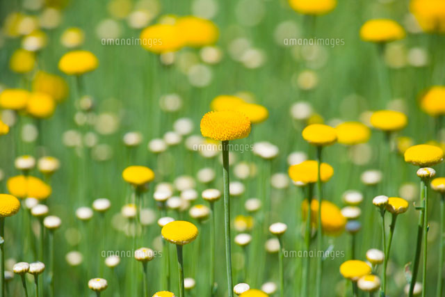 ローズマリーニフォリアの花
(c)TAKAO ONOZATO/orion