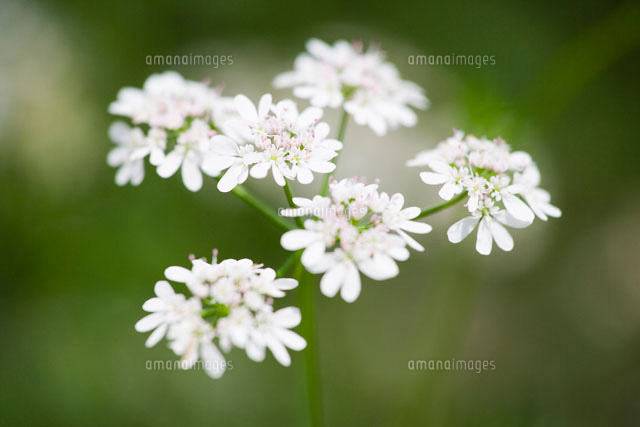コリアンダーの花
(c)TAKAO ONOZATO/orion