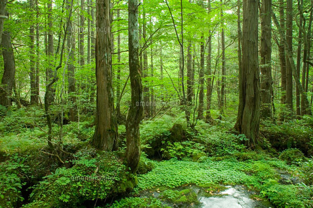 八ヶ岳の森
(c)TAKAO ONOZATO/orion