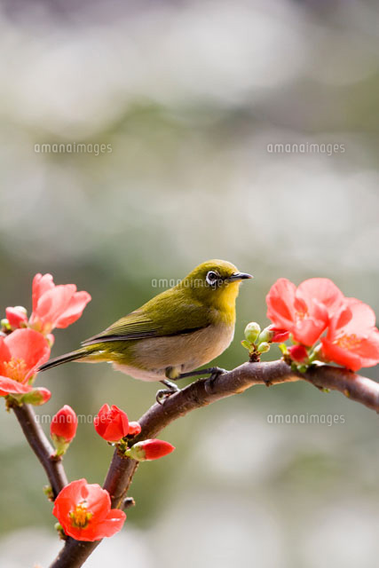ボケの花とメジロ
(c)TAKAO ONOZATO/orion