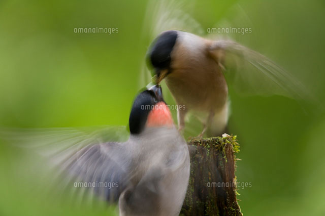 ウソのけんか
(c)TAKAO ONOZATO/SEBUN PHOTO