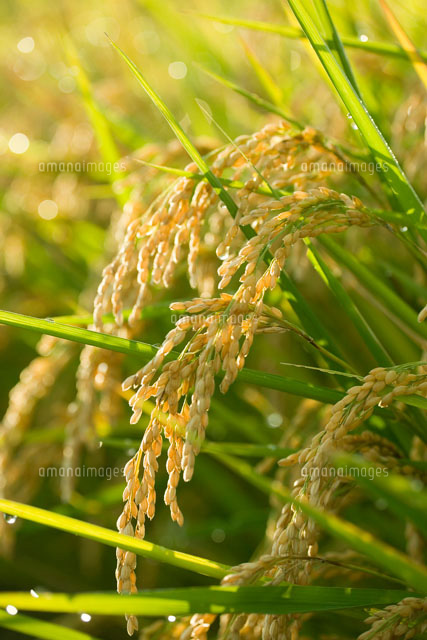 稲穂 長野県茅野市
(c)TAKAO ONOZATO/SEBUN PHOTO
