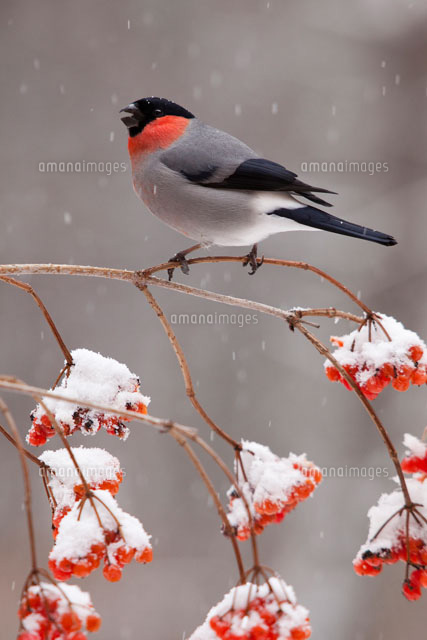 ウソとナナカマドに雪
(c)TAKAO ONOZATO/orion