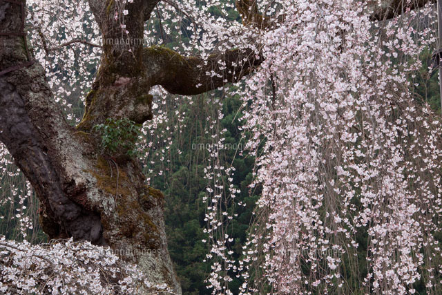 清雲寺しだれ桜
(c)TAKAO ONOZATO/orion