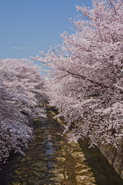 神田川の桜
(c)TAKAO ONOZATO/orion