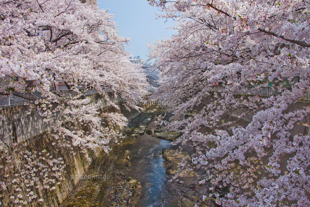 神田川の桜
(c)TAKAO ONOZATO/orion