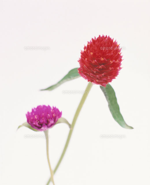 センニチコウ
(c)YUTAKA NISHIMURA/orion