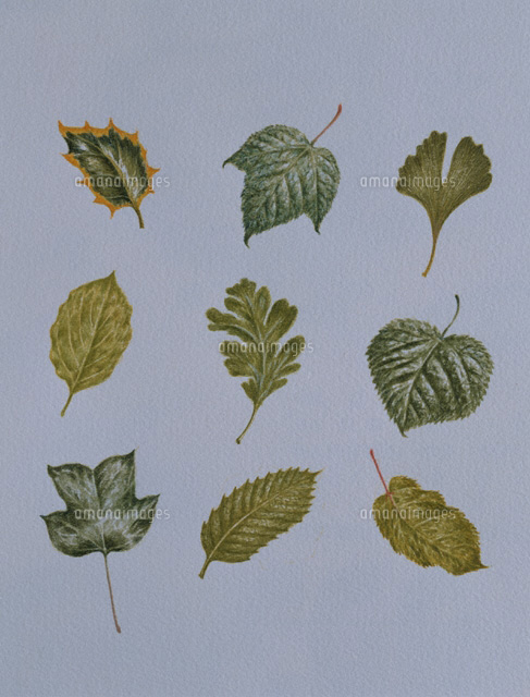 色々な葉っぱのイラスト
(c)NORIKO TAKANO